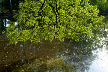 Naklejka premium Overgrown with algae pond.