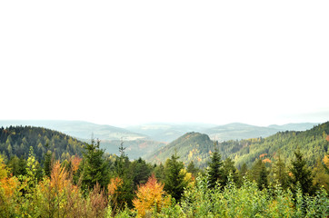 Obraz premium Autumn Aspen trees with foggy mountains in the background