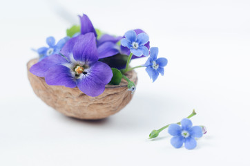 Romantic floristic composition with violets and forget-me-not flowers in a nutshell against beautiful bokeh background.