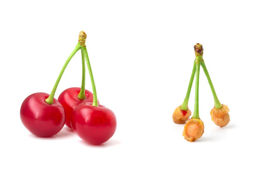 Three sweet cherries and three cherry bones on a peduncle isolated on white background. Closeup, great depth of field