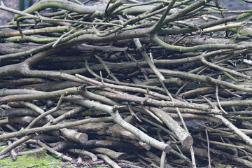 Baum-Schnitt