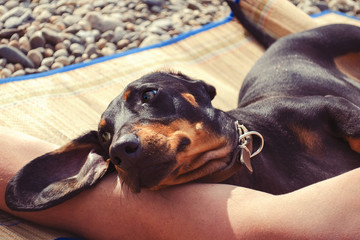 dog dachshund lies on the man's arm