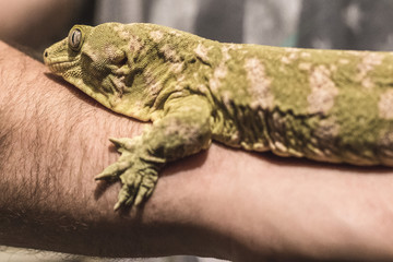 Ausgewachsener Leguan auf einem Arm
