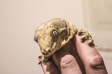 Gecko auf einer Hand