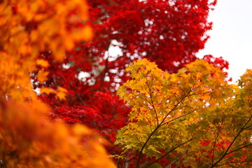 紅葉