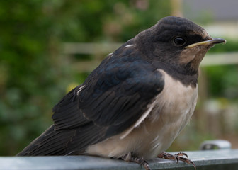 hirondelle © sebastien berthelot