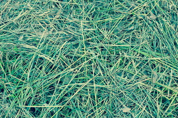 mown grass hay texture background