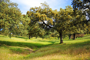 Parque Natural Sierra de Aracena y Picos de Aroche. Espacios protegidos de la provincia de Huelva, Andaluc&iacute;a, Espa&ntilde;a