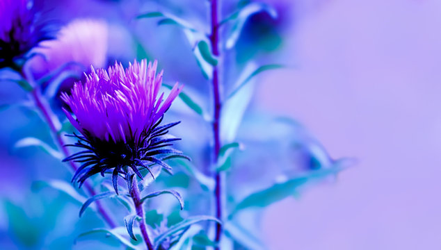 Fototapeta Art photo of Carduus crispus plant with purple flower close-up on natural blurred background.Pink milk thistle flower in bloom in summer day