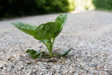 Green plantain growing through an asphalt road.