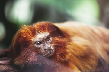 Petit singe tamarin lion à tête dorée