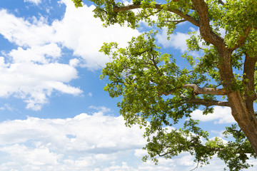 quercia cielo nuvole banner