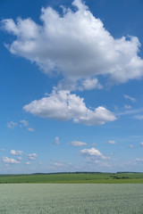 Fototapeta premium Krajobraz rolniczy na Podolu na Ukrainie
