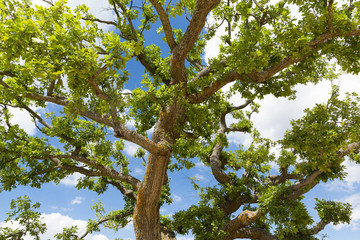 quercia cielo nuvole