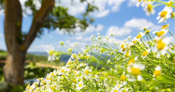 albero e margherite sfondo bello