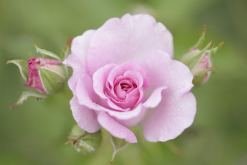 薔薇　コティヨン　埼玉県　伊奈町　日本