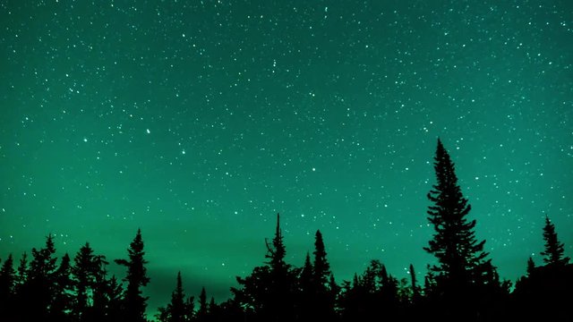 Starry sky over the fir-trees. 4k time-lapse