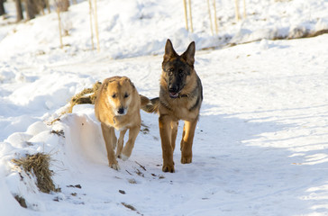 Fototapeta na wymiar Dogs in the winter park