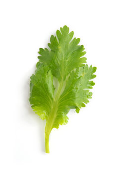 Green coriander leaves close-up, isolation on a white background.