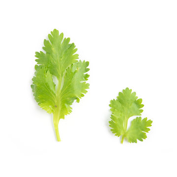 Green coriander leaves close-up, isolation on a white background.