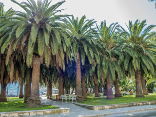 Beautiful green palm trees park with white benches.