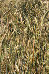 Spikelets rye on the field. Cereals and Agriculture.