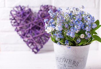 Blue forget-me-nots or myosotis flowers   in grey bucket and decorative heart