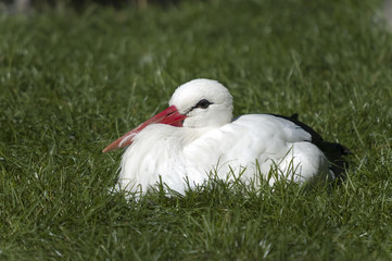 Storch ruht sich auf einer grünen Wiese aus