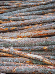 Close-up of raw de-barked wood logs in a lumber staging. Raw timber stacked and ready to begin to be transformed into lumber and paper products - awaiting shipping. A lot of cutted logs. Side wiev.