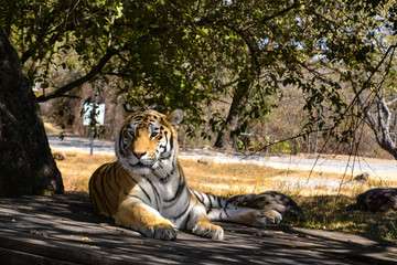 Bengal tiger resting in a nature reserve