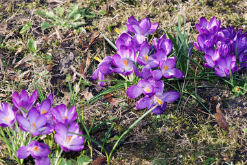 Krokusse zur Osterzeit