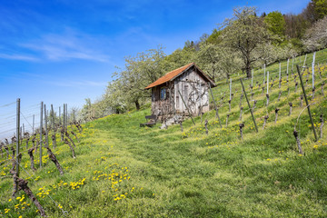 Fototapeta na wymiar Wooden hut on meadow in vineyard