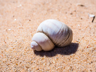 Close-up of shell on grainy sand. Beautiful perfectly shaped nautilus sea shell on the beach....
