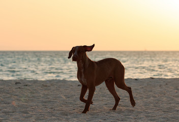 Cute happy running brown dog portrait. Red Sea shore. Sunny beach and sea with sunset golden light water landscape. Day rest at the beach, swimming and having fun, happiness and joy, enjoy life