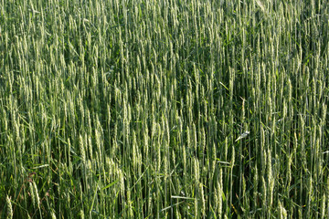 Spikelets of wheat. Cereals. Landscape and Agriculture. Пометка для 