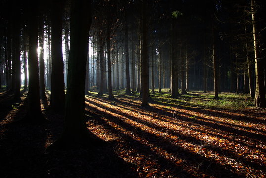 Abendlicht im dunklen Wald