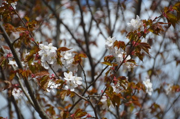 spring flower sakura cherry blossom