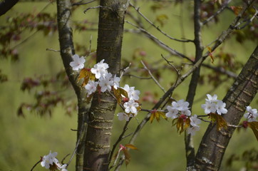 spring flower sakura cherry blossom