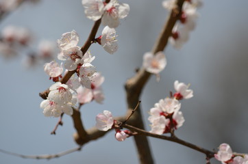 spring flower sakura cherry blossom
