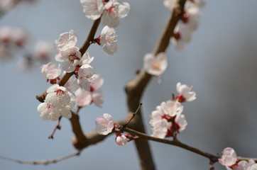 spring flower sakura cherry blossom