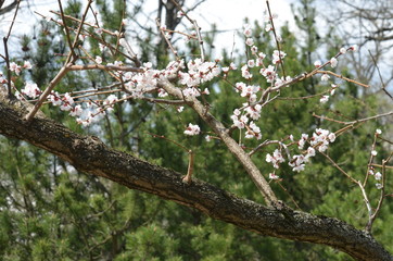 spring flower sakura cherry blossom