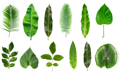Collection of different tropical leaves isolated on white background. © Suraphol