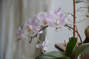 beauty orchid pink