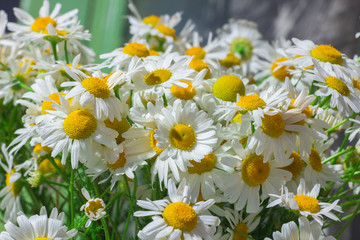 Obraz premium Camomile daisy flowers