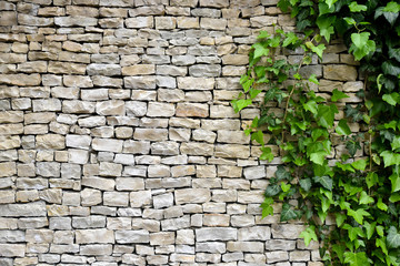 Old stone wall with ivy as background