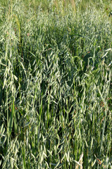 Spikelets oat on the field. Cereals and Agriculture.