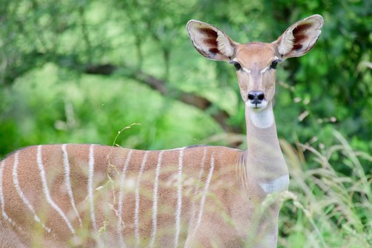 Lesser Kudu Tsavo West 