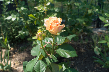 Bud and pale peach colored flower of rose