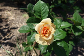 View of pale orange flower of rose from above
