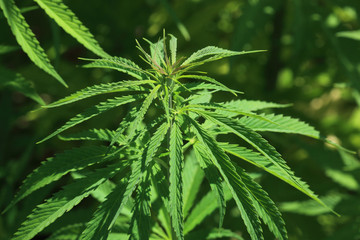 gewöhnlicher oder echter Hanf, Cannabis sativa